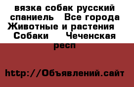 вязка собак русский спаниель - Все города Животные и растения » Собаки   . Чеченская респ.